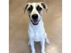 Adopt SAND DOLLAR a Anatolian Shepherd