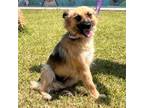 Adopt Tapioca a Shepherd, Collie