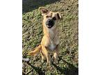 Townsend, Border Terrier For Adoption In Chico, California
