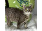 Adopt Era a Domestic Short Hair