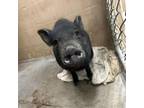 Adopt Gertie a Pig