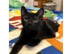 Adopt (FS) Katie (BC 1) a Domestic Short Hair