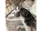 Adopt Jenny a Tabby