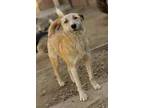 Adopt Nova (KSAR) a Labrador Retriever, Afghan Hound
