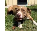 Adopt Lady a Pit Bull Terrier, Mixed Breed