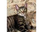 Adopt T - Fargo a Domestic Short Hair