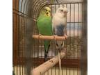 Adopt Sully a Budgie / Budgerigar