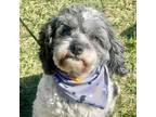 Adopt Penguin a Cocker Spaniel, Poodle