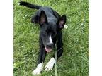 Adopt Mrs. Howl a Border Collie, Mixed Breed