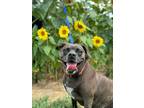 Adopt Cloe/Chloe a Boston Terrier, Hound