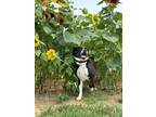 Adopt Monster/Roxy a Labrador Retriever, Beagle