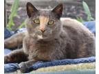 Adopt Nora a Dilute Tortoiseshell, Domestic Short Hair