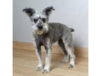 Adopt Maggie D16390 a Schnauzer