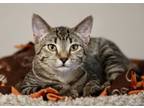 Adopt Kat a Domestic Short Hair