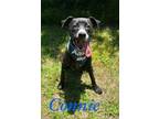 Adopt Connie 30531 a Labrador Retriever, Mixed Breed