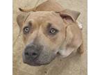 Adopt Gracie a Pit Bull Terrier