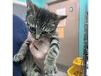 Adopt Edd a Domestic Short Hair