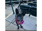 Adopt Laney a Labrador Retriever, Mixed Breed