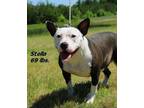Adopt Stella a Mixed Breed