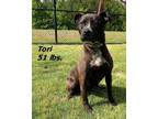 Adopt Tori (Dora) a Mixed Breed
