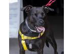 Adopt Beauty a Mixed Breed