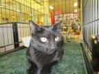 Adopt Satin a Bombay, Domestic Short Hair