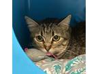 Adopt Chile a Domestic Short Hair
