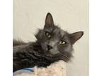 Adopt Cardamom a Domestic Medium Hair