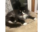 Adopt Daffney a Domestic Long Hair