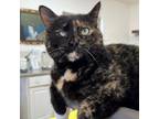 Adopt Truffles a Domestic Short Hair