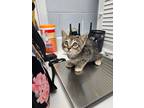Adopt Callisto a Domestic Short Hair