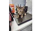 Adopt Selene a Domestic Short Hair