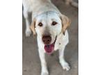 Adopt Sadie a Mixed Breed