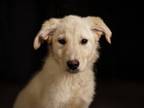 Adopt Rickie a Collie, Maremma Sheepdog