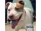 Adopt Roberta a Pit Bull Terrier