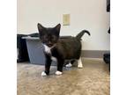 Adopt Burrito a Domestic Short Hair