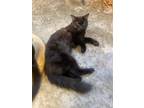 Adopt Rat a Domestic Medium Hair