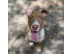 Adopt Remi a Pit Bull Terrier, Mixed Breed