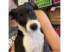 Adopt Tutie a Schnauzer, Mixed Breed