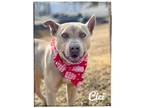 Adopt Cici a Australian Cattle Dog / Blue Heeler, Pit Bull Terrier