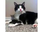 Adopt Wheat a Domestic Medium Hair