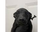 Adopt Cornelia // 0799 a Black Labrador Retriever, Mixed Breed