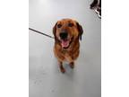 Adopt Coco Puffs a German Shepherd Dog, Hound