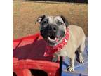 Adopt Luna a Black Mouth Cur