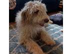 Adopt Buttercup a Australian Shepherd