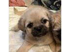 Adopt Jackie a Shih Tzu