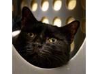 Adopt Binx a Domestic Short Hair