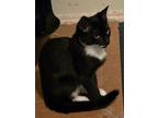 Adopt Kitten green a Domestic Short Hair
