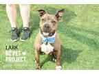 Adopt Lark a Pit Bull Terrier, Shar-Pei