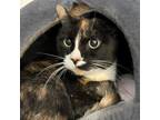 Adopt Mochi a American Shorthair